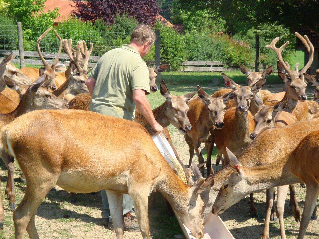 Giglerhof Lägenhet Bad Birnbach Rum bild