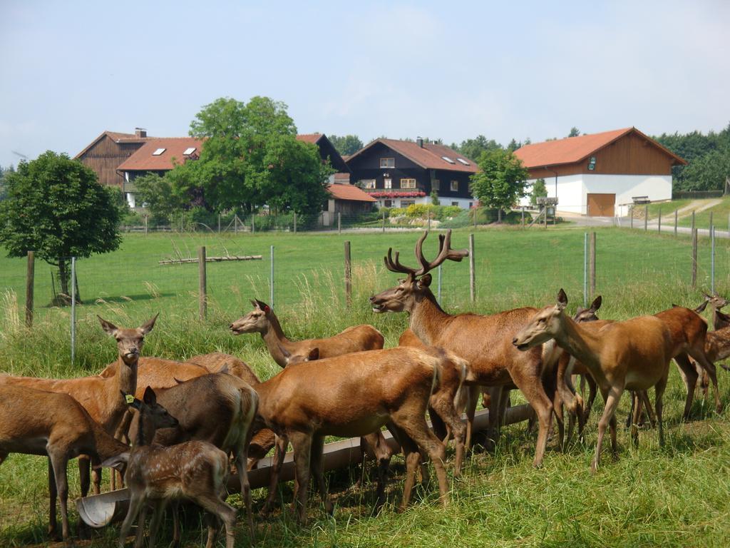 Giglerhof Lägenhet Bad Birnbach Exteriör bild